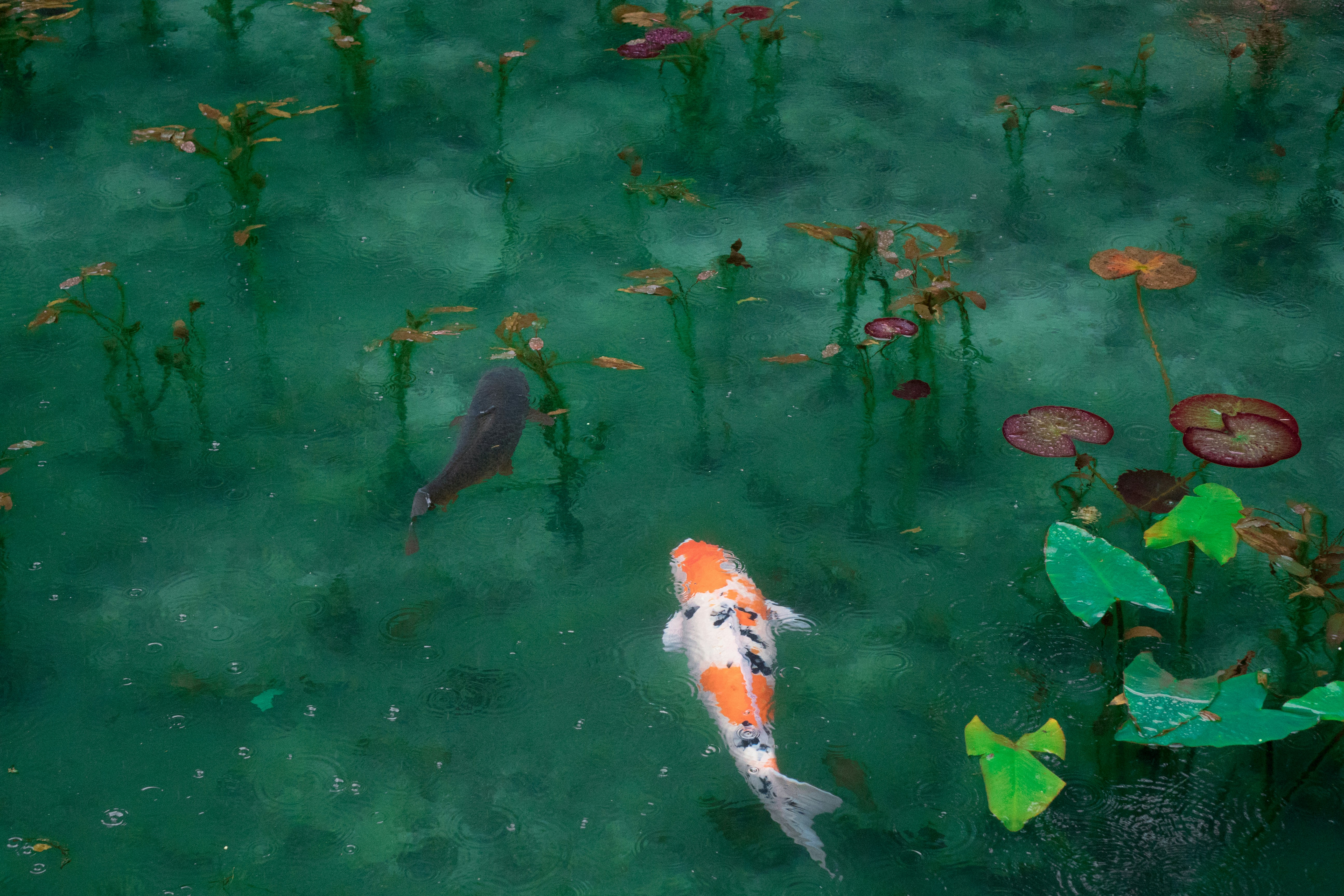 Peces Koi, también conocidos como Nishikigoi.